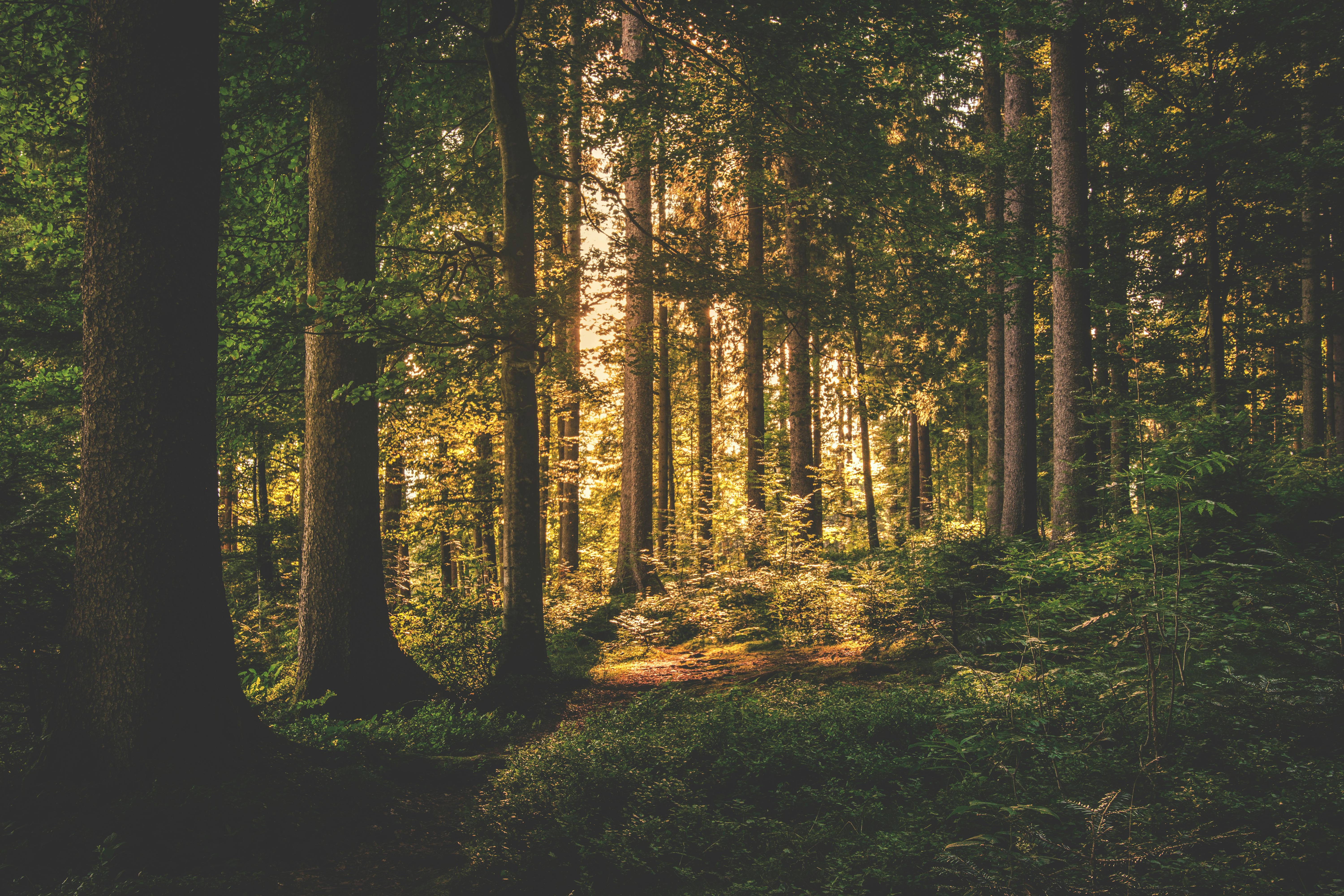 bild på en skog från marken inuti i skogen, solen är gömd bakom några träd